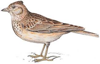 http://www.larousse.fr/encyclopedie/data/images/1000751-Alouette.jpg