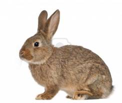http://us.123rf.com/400wm/400/400/isselee/isselee1209/isselee120900433/15345262-lapin-assis-sur-fond-blanc.jpg
