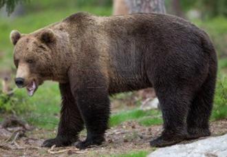 http://us.123rf.com/400wm/400/400/jamenpercy/jamenpercy1207/jamenpercy120700038/14557829-l-39-ours-brun-dans-la-foret-tiaga.jpg