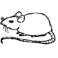 souris.gif