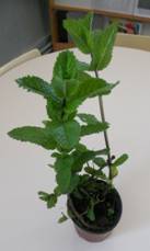 DSCN4272.JPG