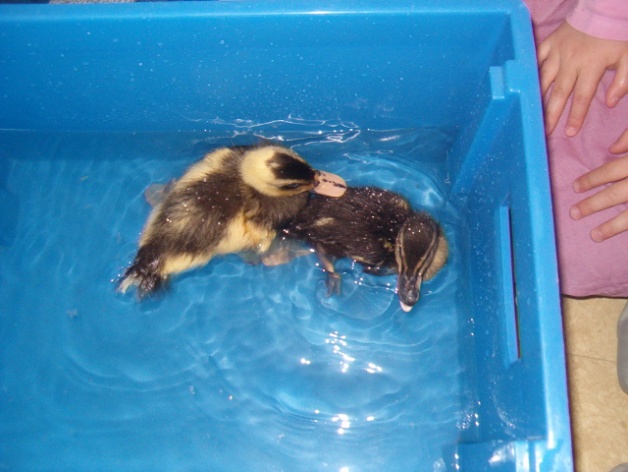 bain canetons